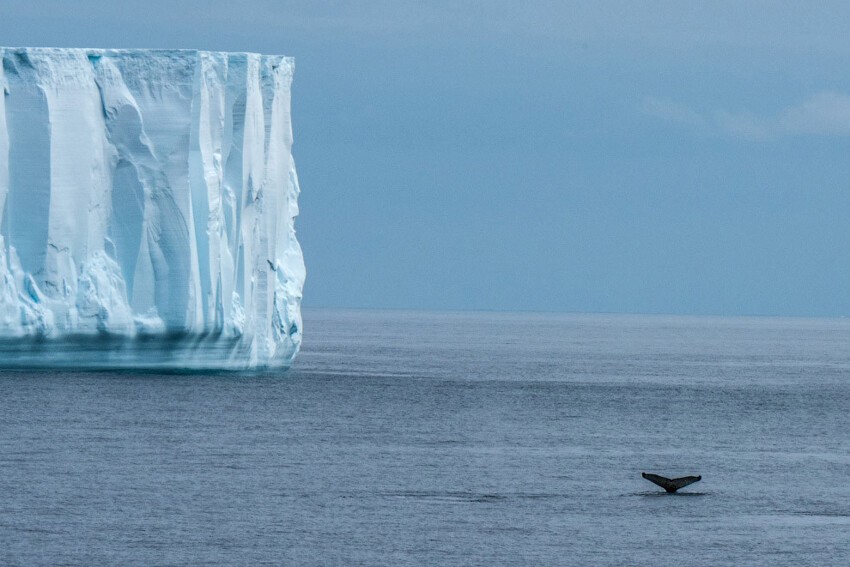 На пути к Антарктиде. Горбатый кит.