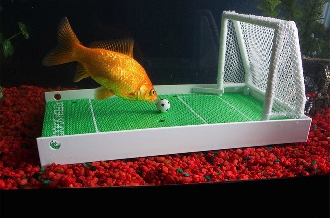 "Футбольное поле" для рыбок