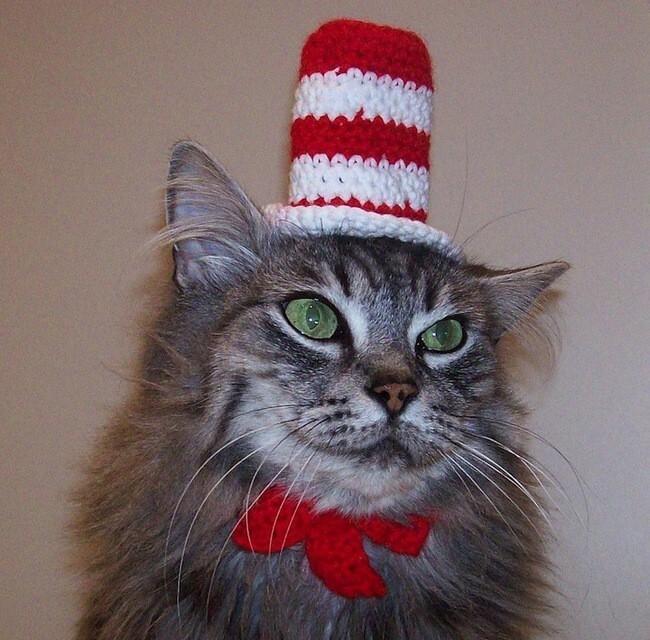 Шляпка для кота
