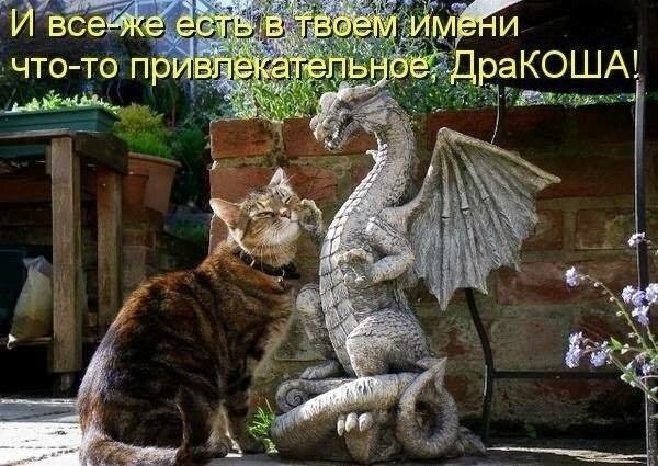 Кошачий пост