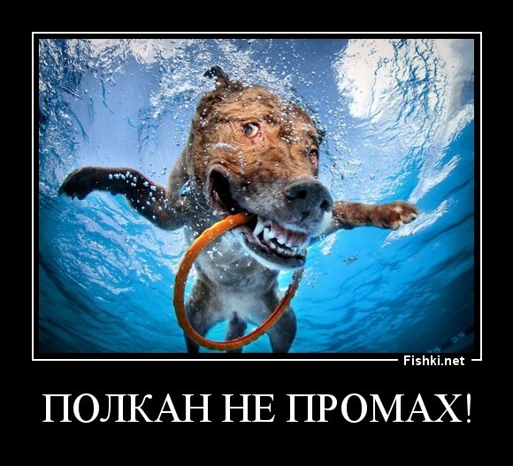 Полкан не промах!