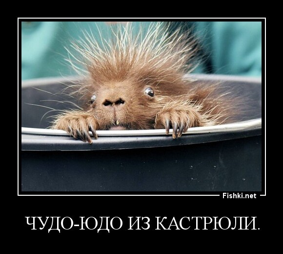 Чудо-юдо из кастрюли