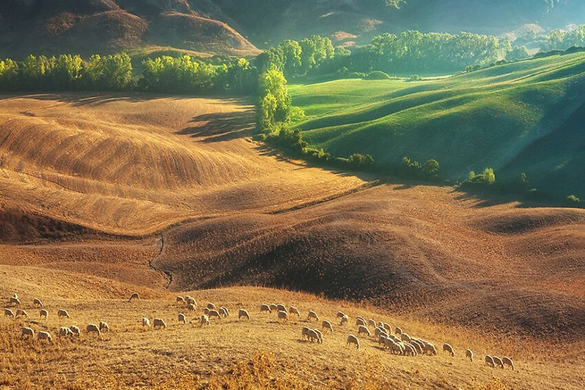 Отары овец на тосканских полях