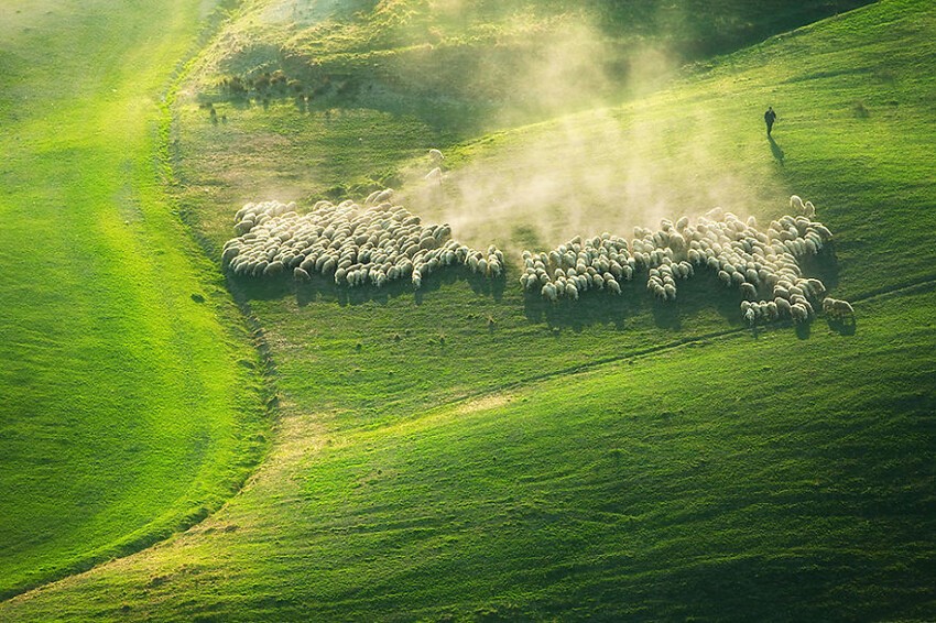 Отары овец на тосканских полях