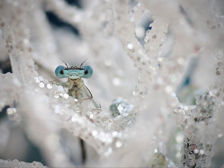 Очаровательные стрекозы в фотографиях Типли Ремус