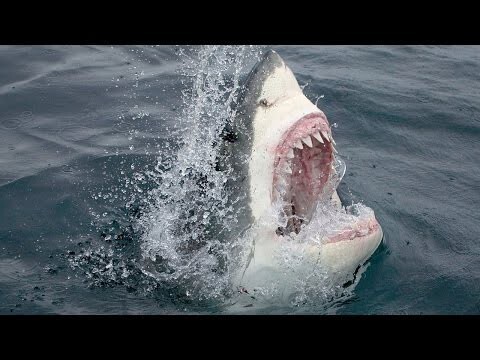 Белая акула кусает всех подряд 