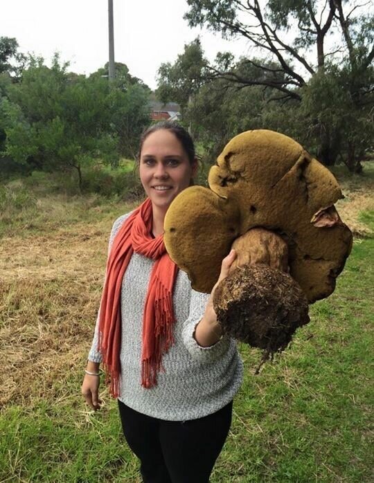 Нашла огромнейший гриб