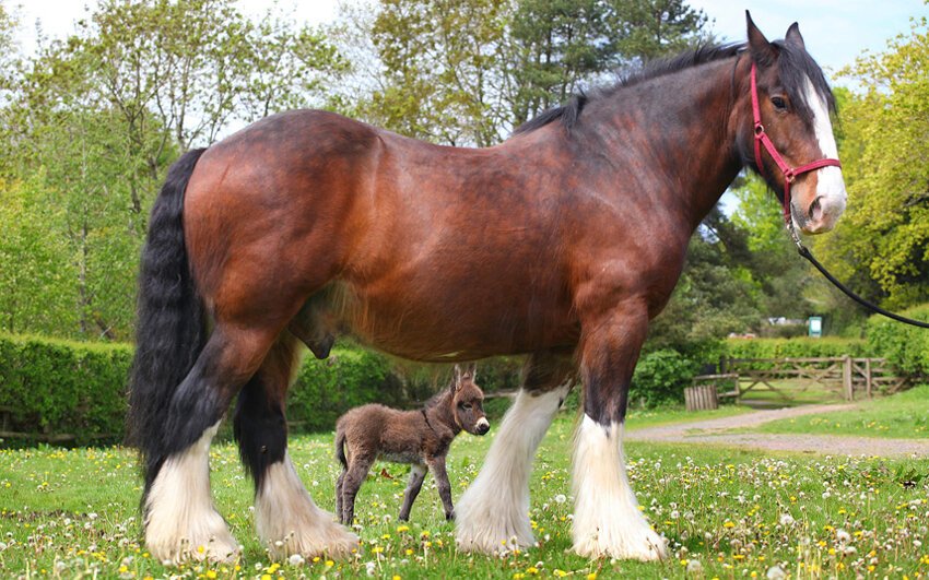Лошадь и ослик 