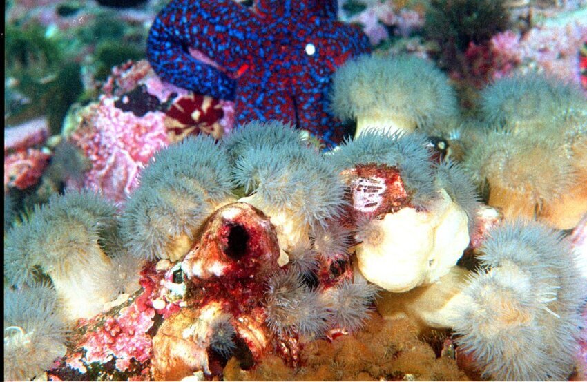 Красота подводного мира Камчатки