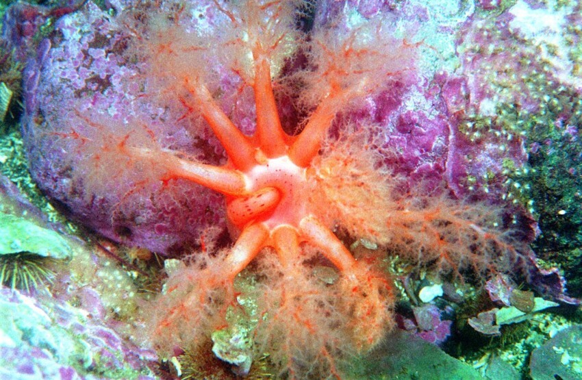 Красота подводного мира Камчатки