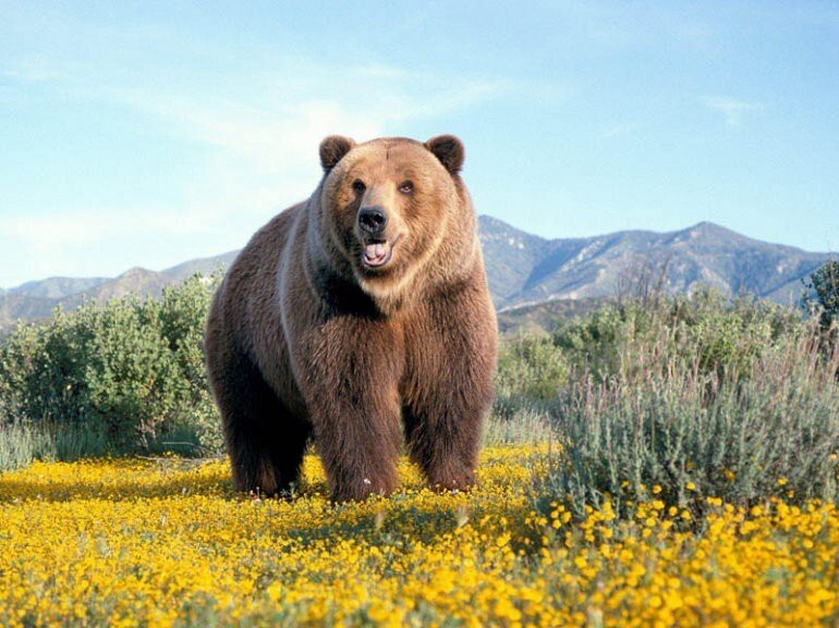 Самые большие наземные плотоядные животные в мире: Белый полярный медведь и медведь кодьяк.