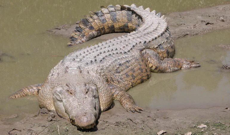  Самая большая рептилия в мире: Морской крокодил.