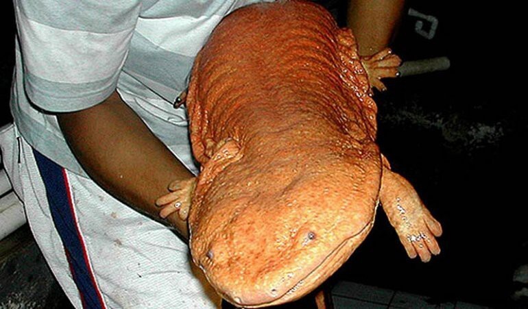 Самая большая амфибия в мире: Китайская гигантская саламандра.
