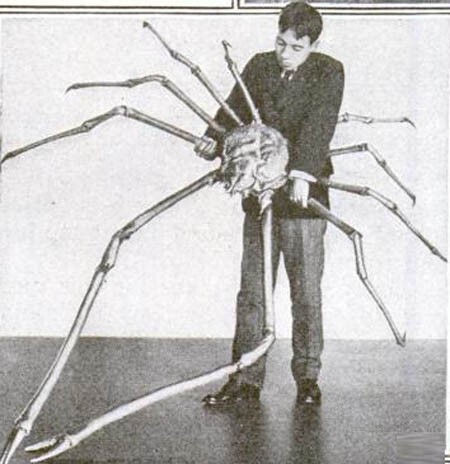 Самый большой членистоногий в мире: Японский краб паук.