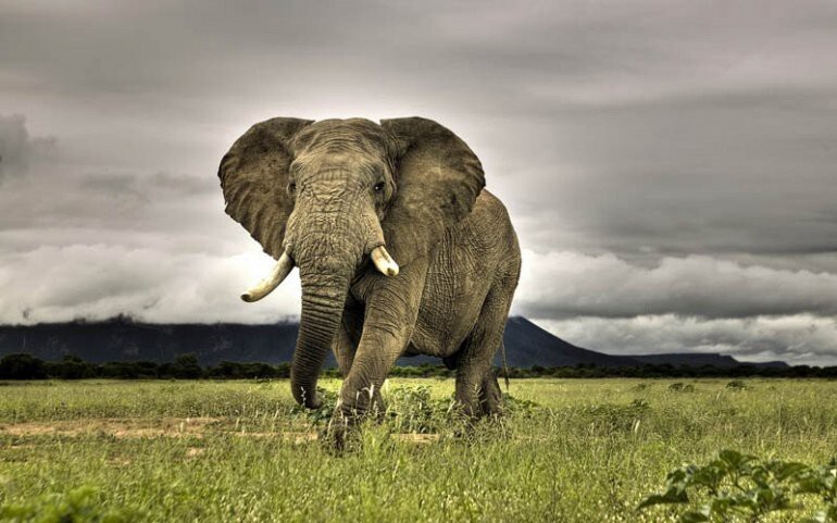 Самое тяжелое наземное животное в мире: Африканский слон.