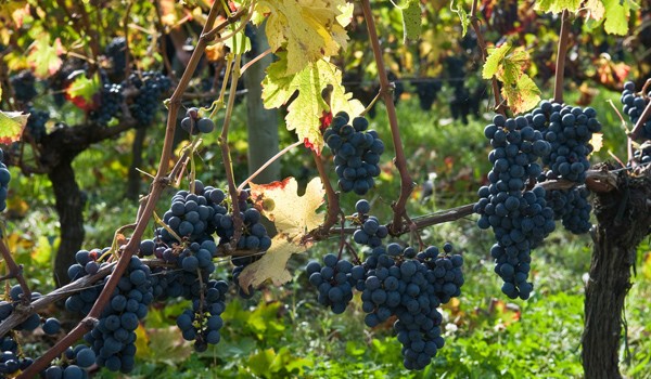 Влияние на виноградарство и виноделие.