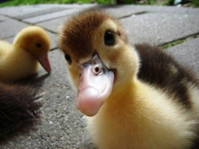 «Думаю, вы можете называть его duck face»