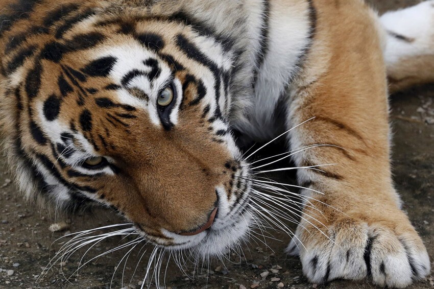 Юнона. 3-летняя тигрица в зоопарке Роев ручей в Красноярске, Россия.