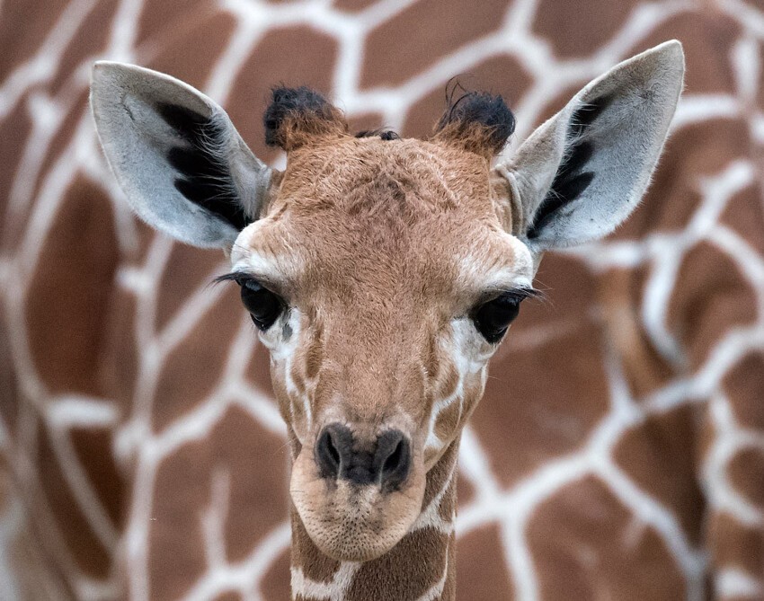 Первое фото. Маленький, только что родившийся жираф на фоне матери в зоопарке в Эрфурте, Германия.