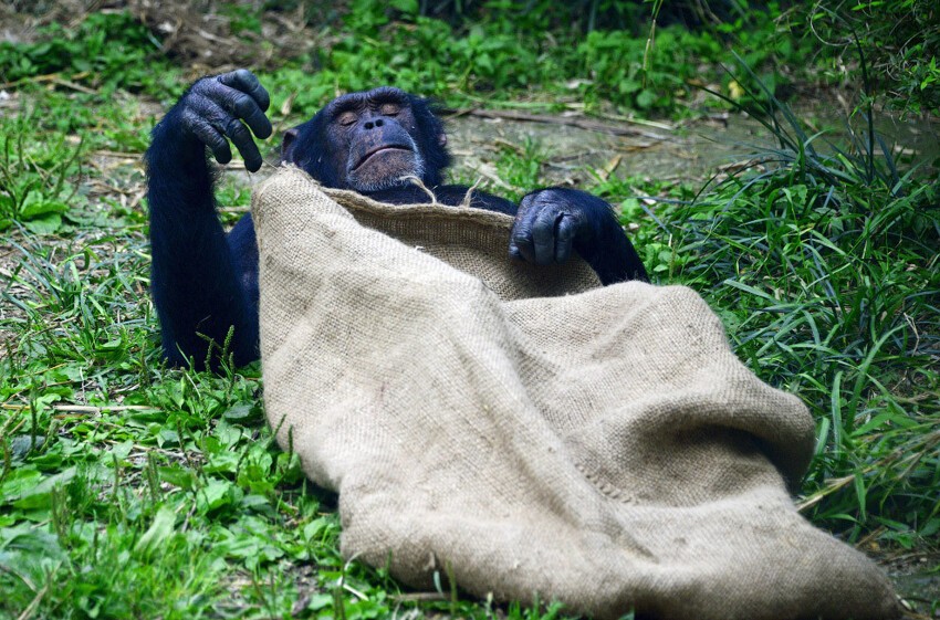 Дайте поспать. Шимпанзе в зоопарке в Чэнду, Китай. 