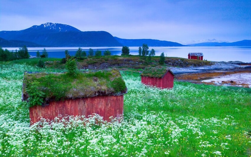 Дерновые крыши на деревянных домах в Тусфьорде, Норвегия. Дерновые крыши, то есть крыши, покрытые травяным дерном, или соломенные крыши, были традиционным видом скандинавских зеленых крыш.