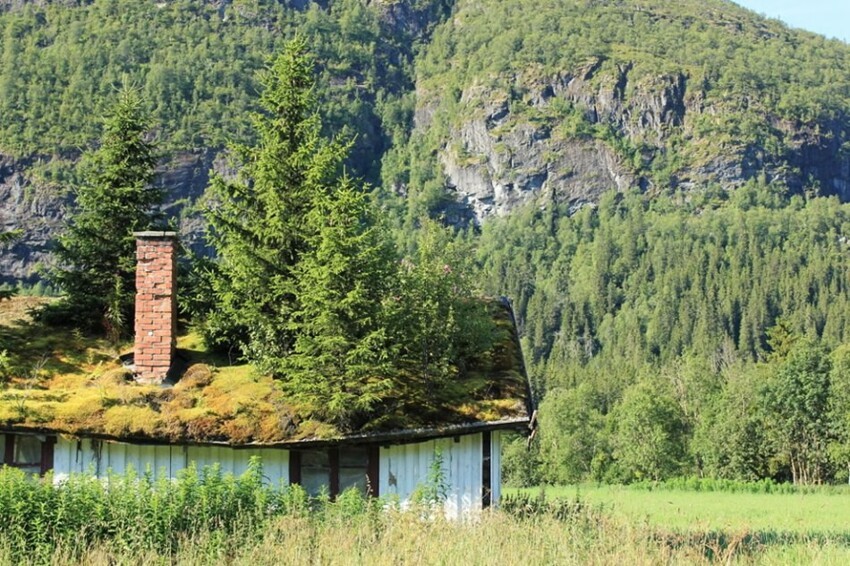 Хвойные деревья на заросшей травой крыше в Норвегии