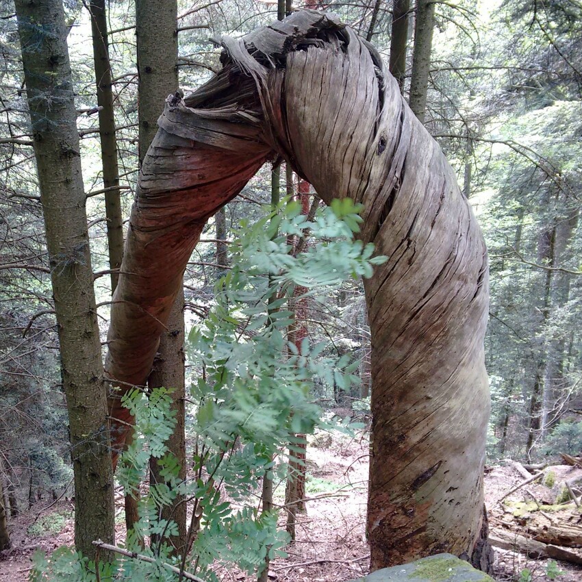 Скрученное дерево