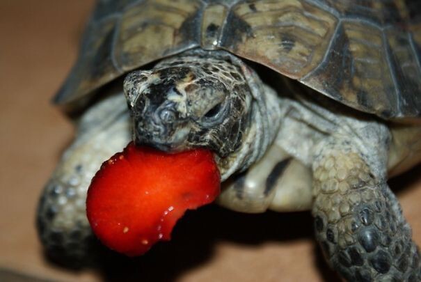 20 животных, поедающих фрукты и ягоды, которые выглядят как кровожадные монстры