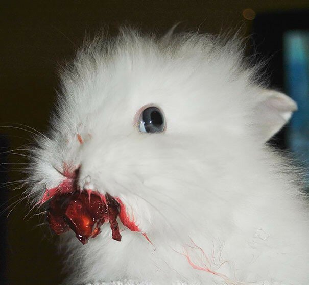 Кролик ест вишню