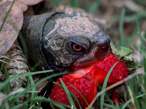 Черепаха поедает клубнику 
