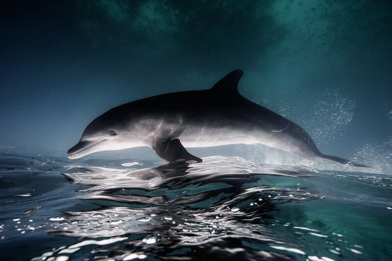 Захватывающие фотографии подводных животных