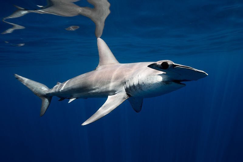 Захватывающие фотографии подводных животных