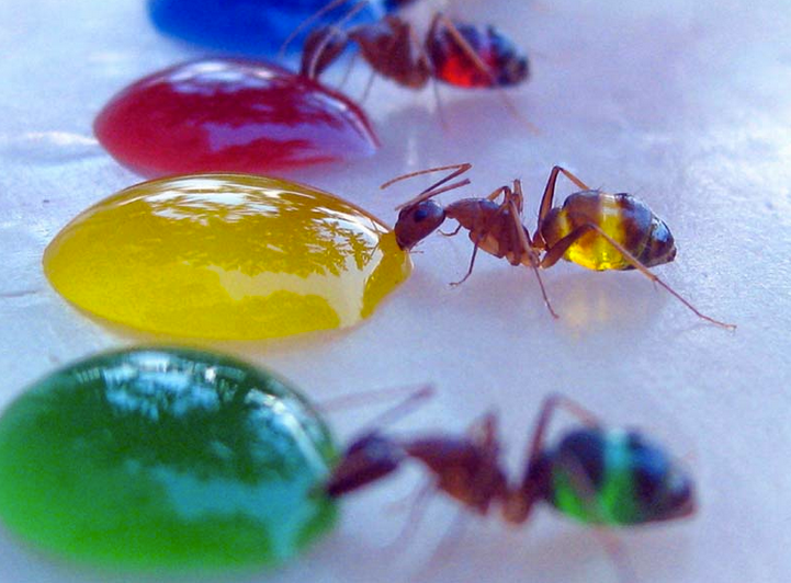 Разукрась муравья