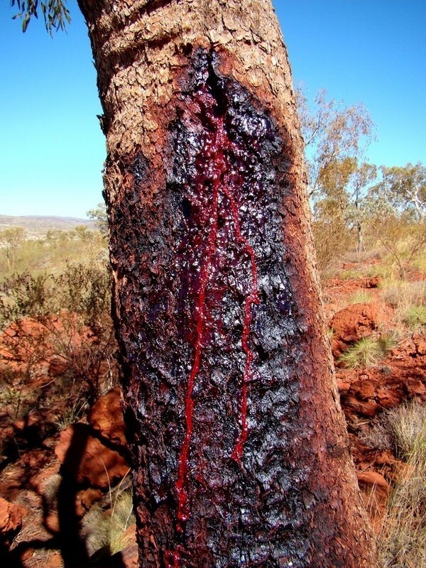 Кровавое дерево в Африке
