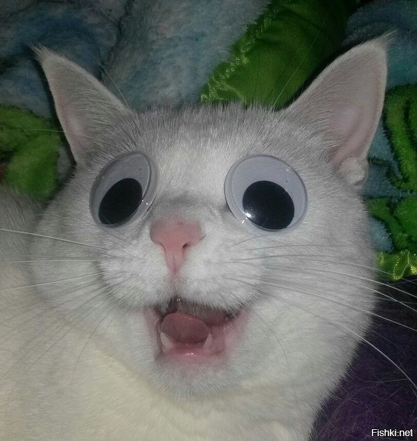 Кот + глаза от куклы