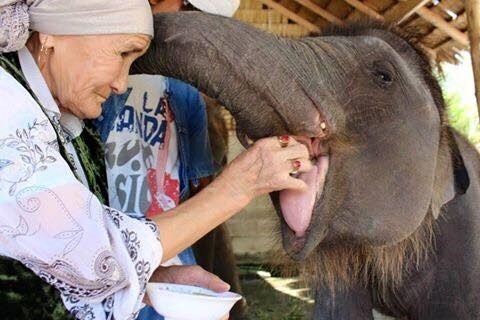 Покормить слонов в Таиланде бабушке тоже в радость 