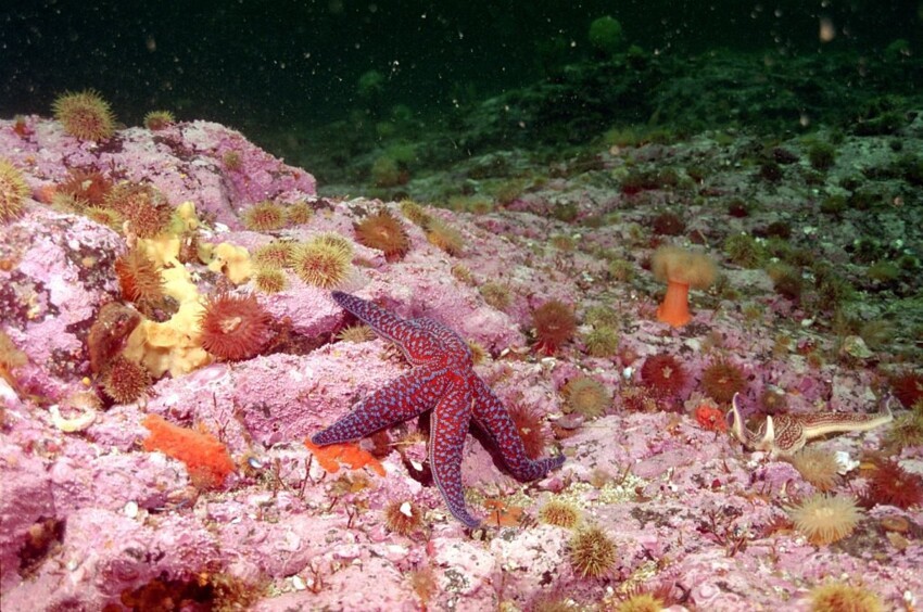 Красота подводного мира Камчатки 