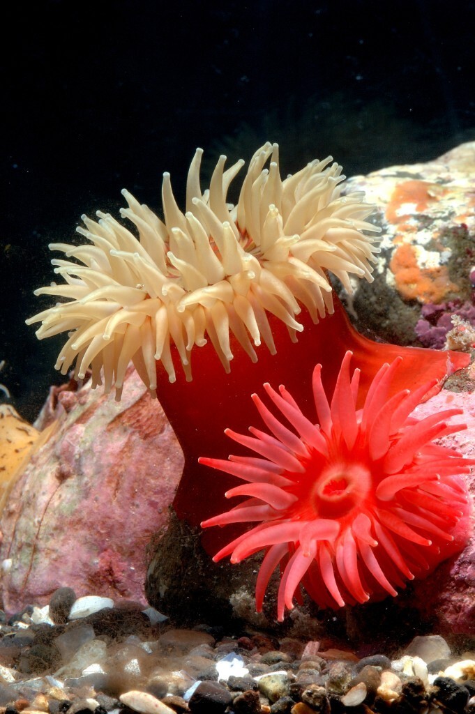 Красота подводного мира Камчатки 