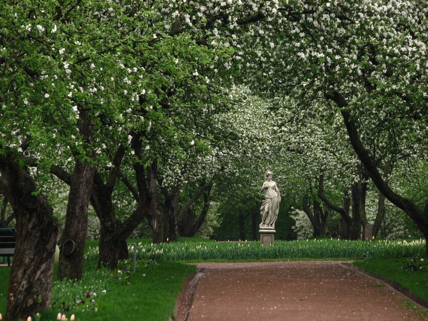 20 фотографий волшебных яблоневых садов