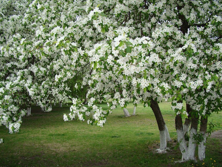 20 фотографий волшебных яблоневых садов