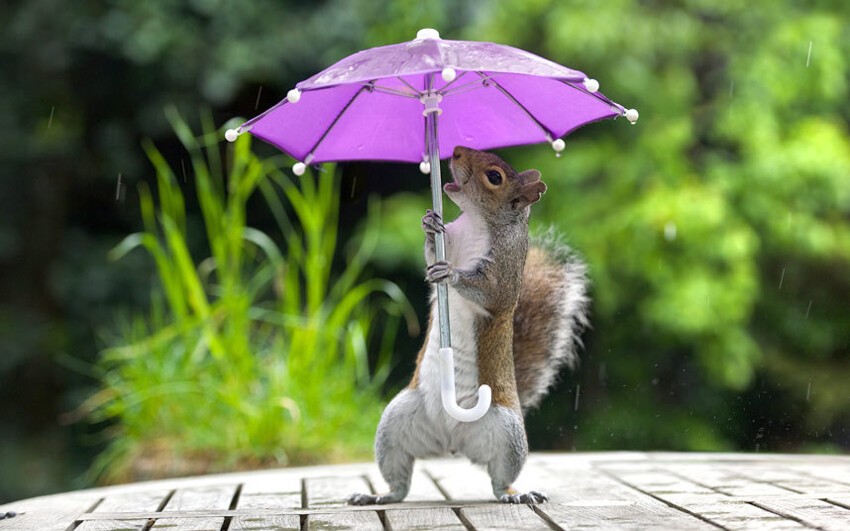Белка под зонтом