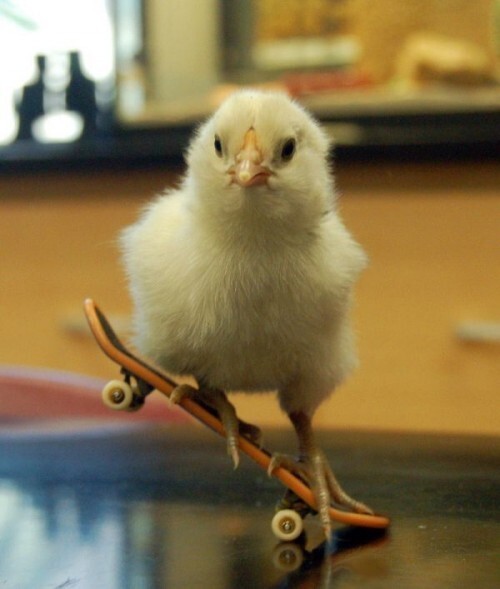 Цыпленок на скейте 