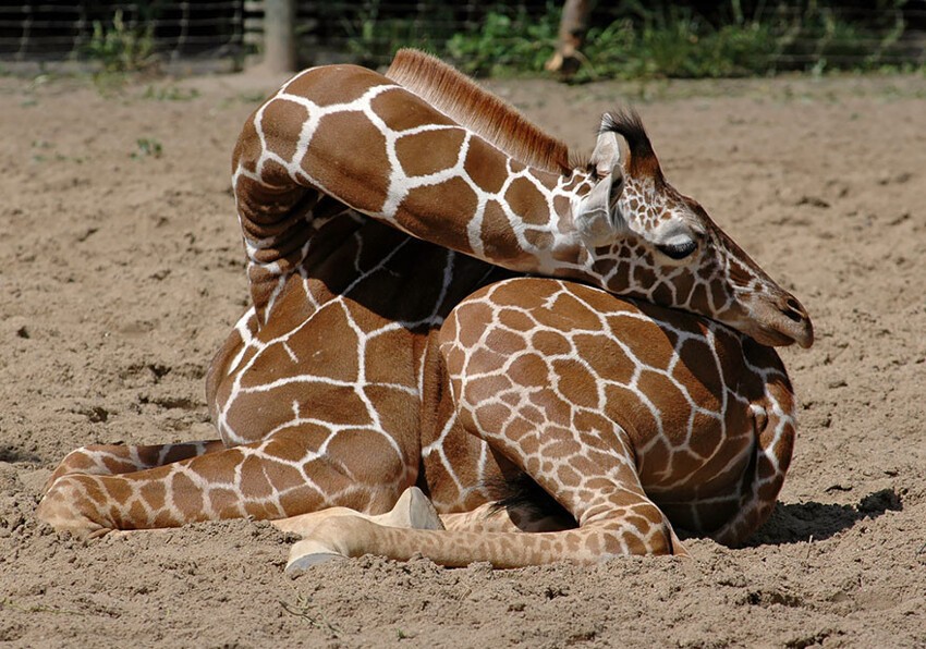 Как спят жирафы 