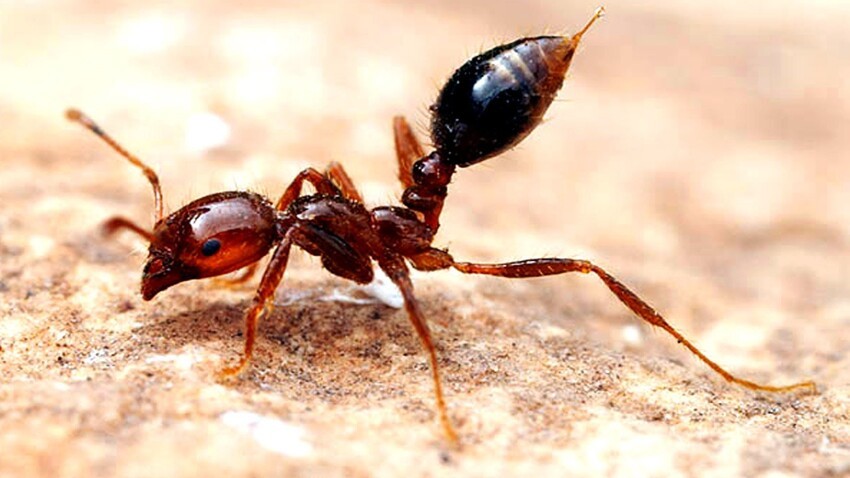 7 . Огненные муравьи