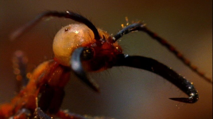 8. Африканские кочевые муравьи