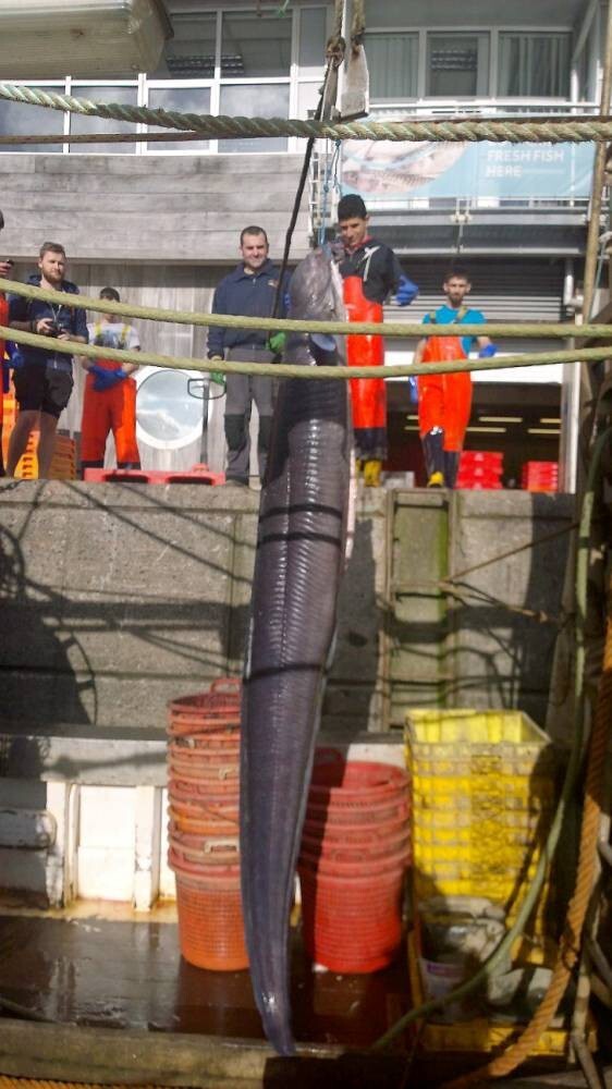 В Британии поймали гигантского морского монстра