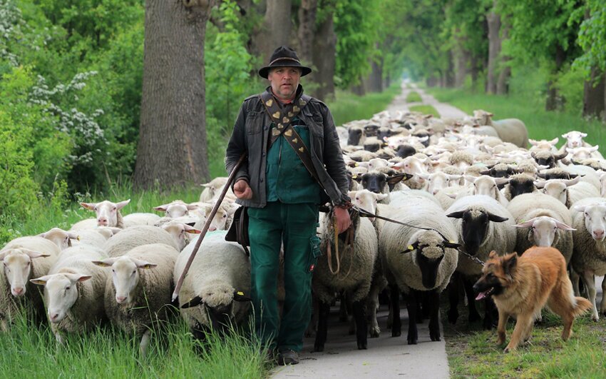 Пастух на востоке Германии 
