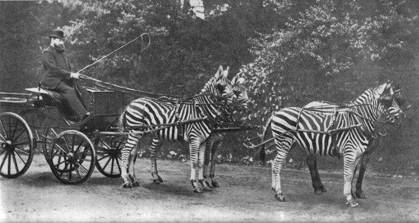 Как приручить зебру: историческое руководство