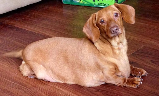 Диета и физическая активность сделали свое дело – пес за год похудел на 20 кг!