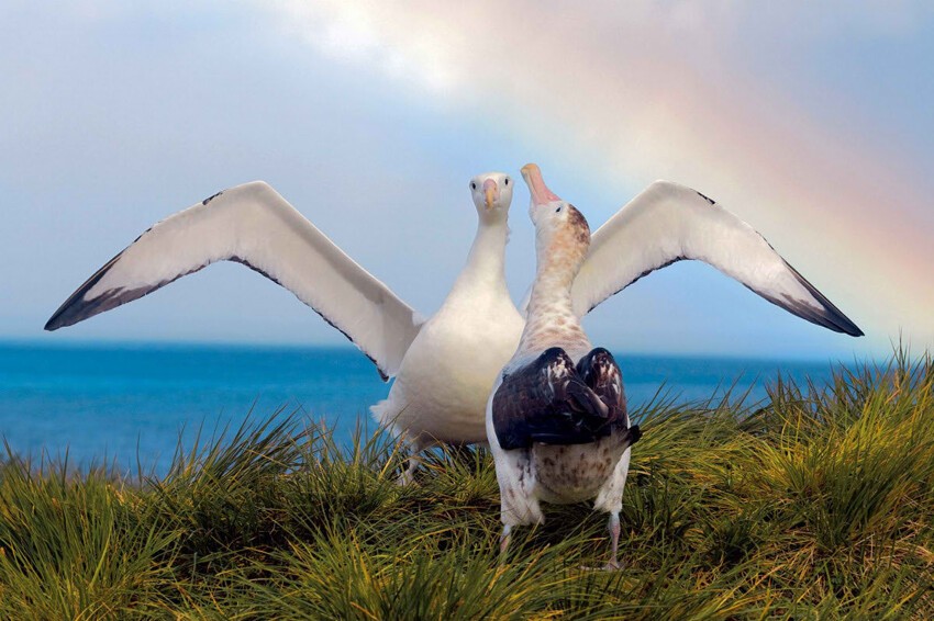 Пол Никлен и его сказочные снимки полярных животных